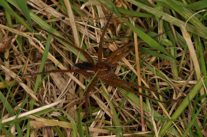 Dolomedes_plantarius_D5132_Z_90_Canal du Nivernais_Frankrijk.jpg